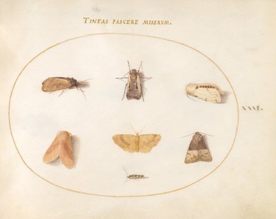 31. tábla: Hét lepke alkotó: Joris Hoefnagel