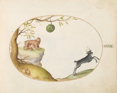 33. tábla: Egy "Simivulpa" (Opossum?) és egy kőszikla alkotó: Joris Hoefnagel