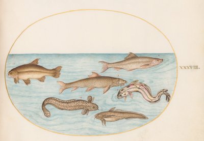 38. tábla: Burbot, Rockling és egyéb halak alkotó: Joris Hoefnagel