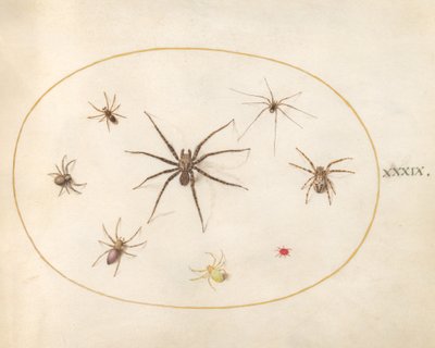 39. tábla: Nyolc pók alkotó: Joris Hoefnagel