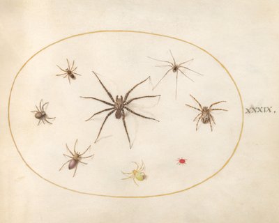  alkotó: Joris Hoefnagel