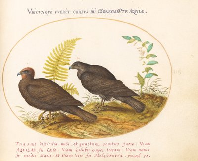 3. tábla: Két Hawks alkotó: Joris Hoefnagel