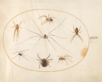 40. tábla: Nyolc pók alkotó: Joris Hoefnagel