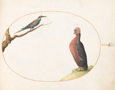  alkotó: Joris Hoefnagel
