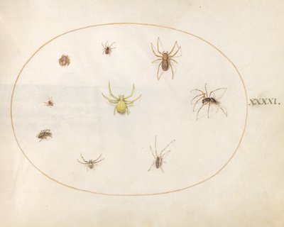 41. tábla: Nyolc pók által körülvett sárga pók alkotó: Joris Hoefnagel