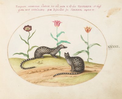 42. tábla: Két genet tulipánokkal alkotó: Joris Hoefnagel