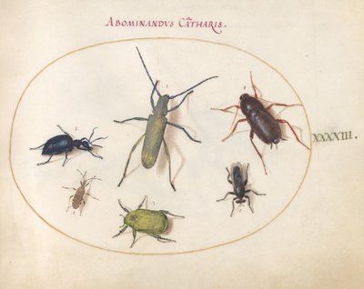 43. tábla: Aranyvirágú szürke hosszúszarvú(?), Tansy Bogár(?), csótány, levéllábú poloska és egyéb rovarok alkotó: Joris Hoefnagel