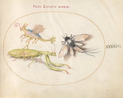 44. tábla: Sáska és Mayfly egy képzeletbeli rovarral alkotó: Joris Hoefnagel