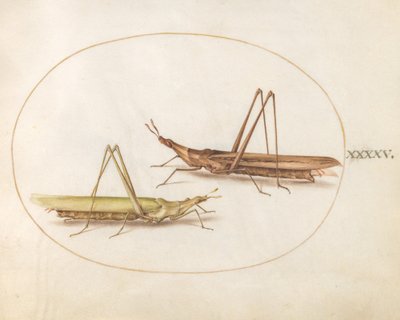 45. tábla: Két hosszúfejű szöcske(?) alkotó: Joris Hoefnagel