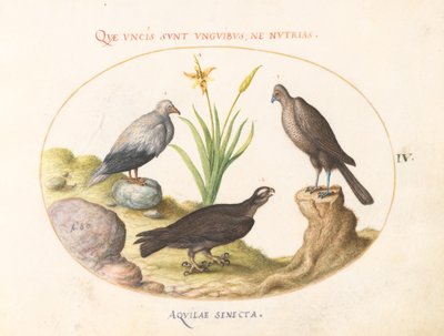 4. tábla: Egy egyiptomi keselyű, egy északi goshawk(?) és egy "Aquila Heteropode" (rövidujjú sas?) alkotó: Joris Hoefnagel