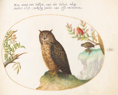 54. tábla: Bagoly, egy második a távolban, aki egy nyulat eszik alkotó: Joris Hoefnagel