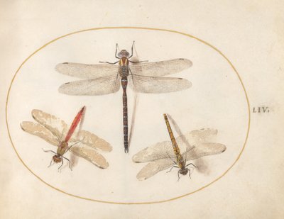 54. tábla: Szőrös szitakötő és két darter alkotó: Joris Hoefnagel