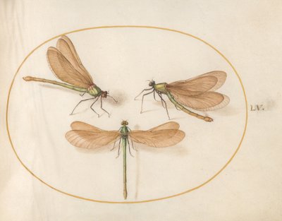  alkotó: Joris Hoefnagel
