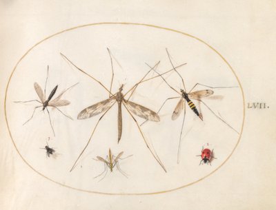 57. tábla: Egy katicabogár, egy légy és négy másik rovar alkotó: Joris Hoefnagel