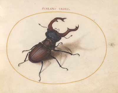 5. tábla: Szarvasbogár alkotó: Joris Hoefnagel