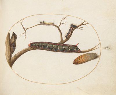 60. tábla: Leveles Spurge Hawkmoth hernyó, bábok és egyéb hernyók alkotó: Joris Hoefnagel