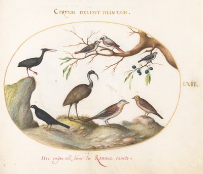 62. tábla: Northern Bald Ibis és Glossy Ibis with Other Birds alkotó: Joris Hoefnagel