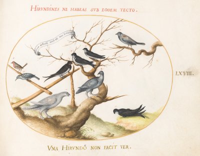 68. tábla: Ptarmigan, fecskék és más madarak alkotó: Joris Hoefnagel