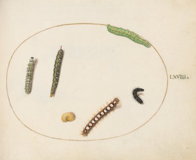 68. tábla: Leafy Spurge Hawkmoth Caterpillar, Manus Moth Caterpillar és egyéb hernyók alkotó: Joris Hoefnagel