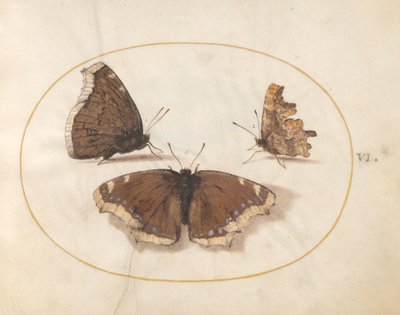 6. tábla: Két nézet egy gyászköpenyről (Camberwell Beauty) Pillangó vesszős pillangóval alkotó: Joris Hoefnagel