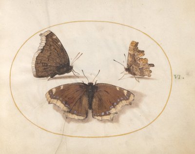  alkotó: Joris Hoefnagel