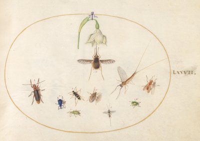 77. tábla: pettyes zengőlégy fehér virággal, kérészszel, kék ormányossal és más rovarokkal alkotó: Joris Hoefnagel