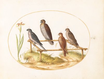 alkotó: Joris Hoefnagel