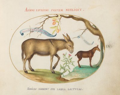 9. tábla: Egy szamár és egy öszvér alkotó: Joris Hoefnagel