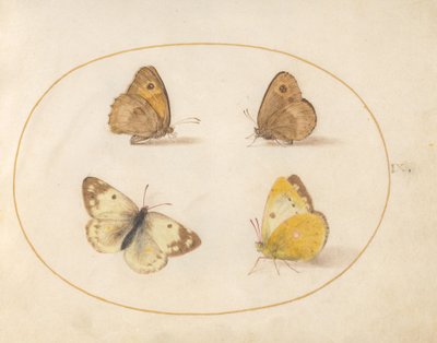 9. tábla: Meadow Brown, Gatekeeper, Clouded Yellow és Bath White pillangók alkotó: Joris Hoefnagel