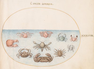 Kagylók, 1575-80 körül alkotó: Joris Hoefnagel