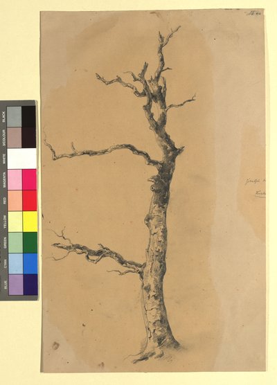 Studie eines kahlen Baumes alkotó: Josef Kriehuber