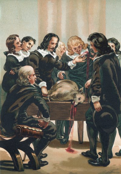 William Harvey bemutatja a vérkeringést alkotó: Josep or Jose Planella Coromina