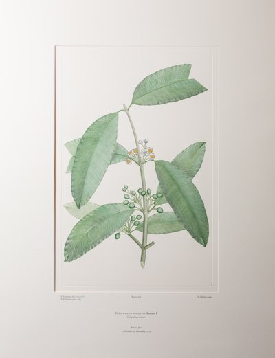 Calophyllum soulattri (Guttiferae) – 362. tábla, Banks