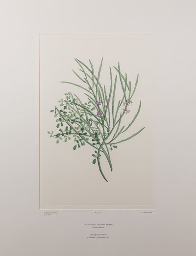Carmichaelia solandri (Leguminosae) – 429. tábla, Banks