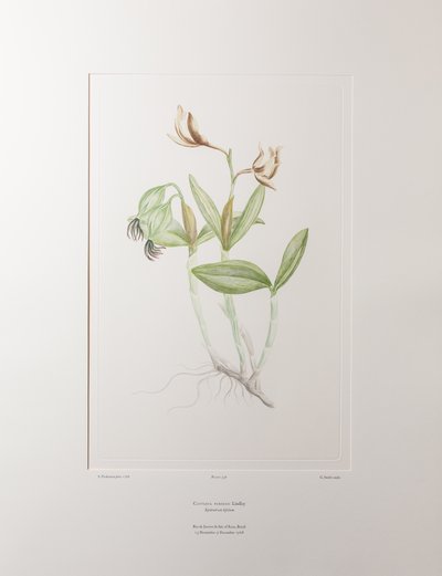 Cattleya forbesii (Orchidaceae) – 358. tábla, Banks