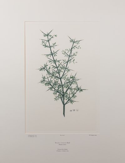 Discaria toumatou (Rhamnaceae) – 426. tábla, Banks