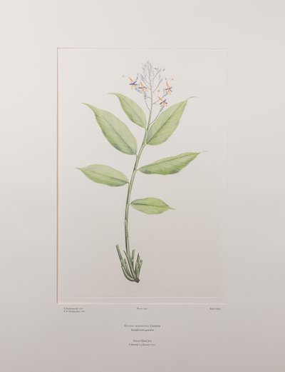 Globba marantina (Zingiberaceae) - 390. tábla, Banks