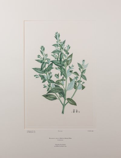 Haloragis erecta (Haloragidaceae) – 439. tábla, Banks