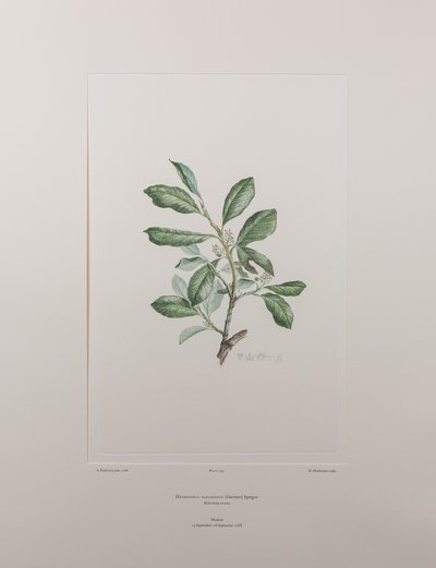 Heberdenia bahamensis (Myrsinaceae) - 395. tábla, Banks