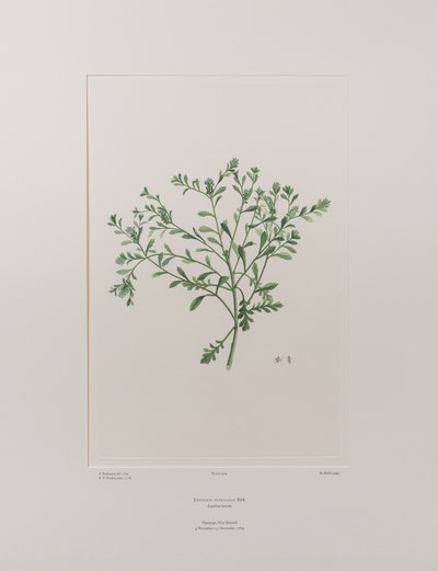 Lepidium flexicaule (Cruciferae) - 409. tábla, Banks