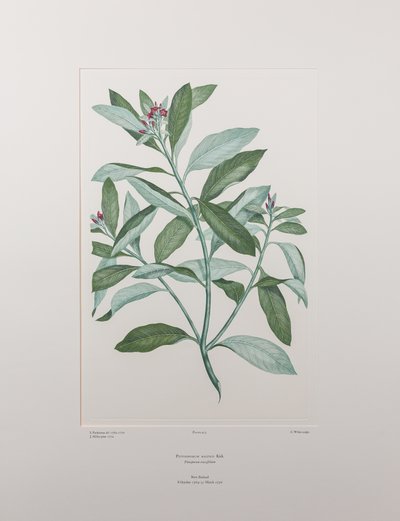 Pittosporum ralphii (Pittosporaceae) – 413. tábla, Banks