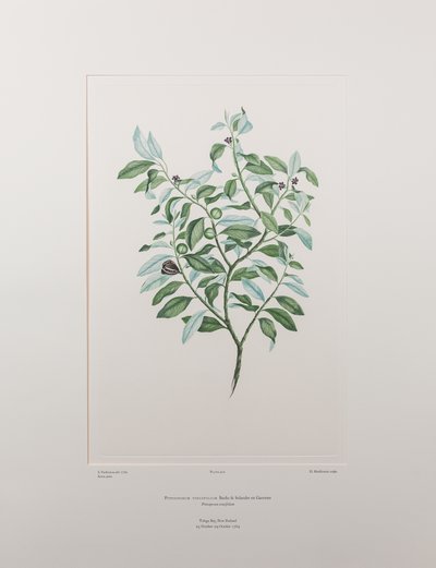 Pittosporum tenuifolium (Pittosporaceae) - 412. tábla, Banks