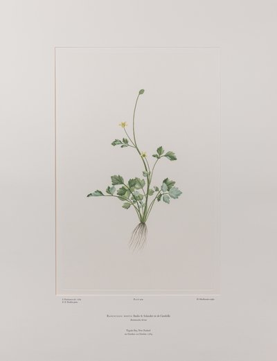 Ranunculus hirtus (Ranunculaceae) - 404. tábla, Banks