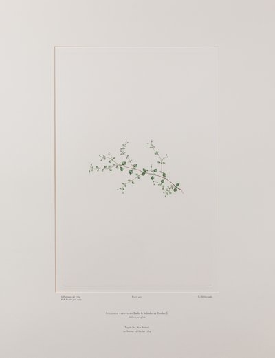 Stellaria parviflora (Caryophyllaceae) – 415. tábla, Banks