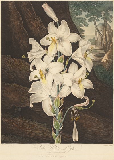 A növényvilág temploma, avagy a természet kertje: Tarka levelű fehér liliom..., 1800. alkotó: Joseph Constantine Stadler