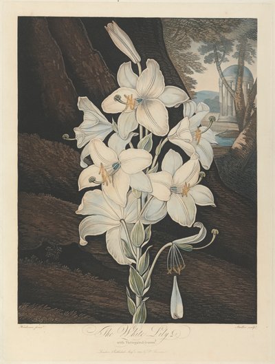 A tarka levelű fehér liliom, 1800, Robert John Thorntontól, a „Flora temploma”, 1799-1812 alkotó: Joseph Constantine Stadler