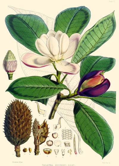 Magnolia hodgsonii, 1855 alkotó: Joseph Dalton Hooker