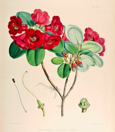 Rhododendron thomsonii, 1895 alkotó: Joseph Dalton Hooker