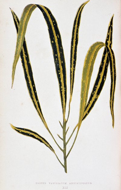 Croton levél variegatum angustifolium. Botanikai tábla „” színben Növények színes lombozattal. A kertek, üvegházak és lakások díszítésére használt legfigyelemreméltóbb fajok gyűjteménye Edward Joseph Lowe és W. Howard, a London Horticultur tagjai által alkotó: Joseph Edward and Howard W Lowe