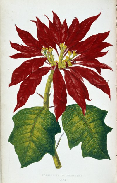 Poinsettia Pulcherrima virága és levelei. Botanikai tábla „” színben Növények színes lombozattal. A kertek, üvegházak és lakások díszítésére használt legfigyelemreméltóbb fajok gyűjteménye Edward Joseph Lowe és W. Howard, a London Hort tagjai alkotó: Joseph Edward and Howard W Lowe